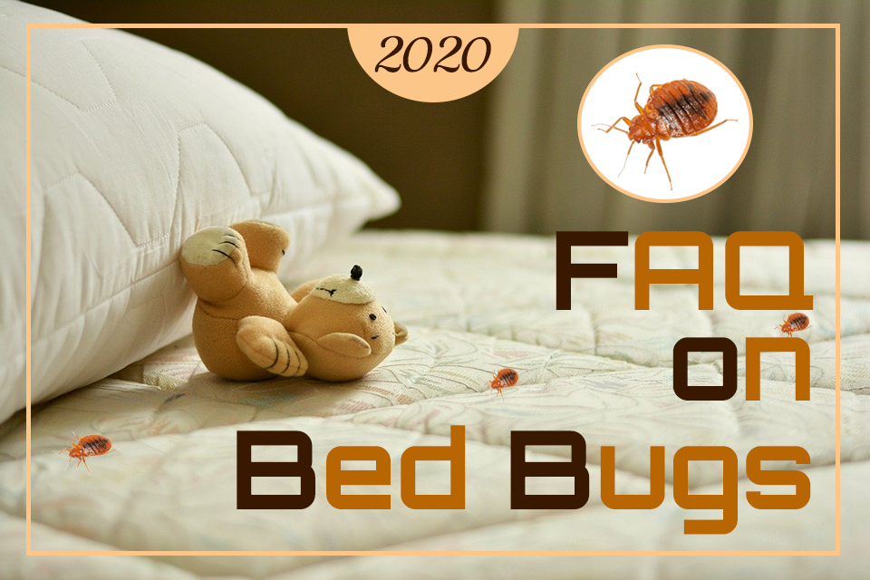 Bed Bugs | Frequently asked questions on Bed Bugs (2020)
