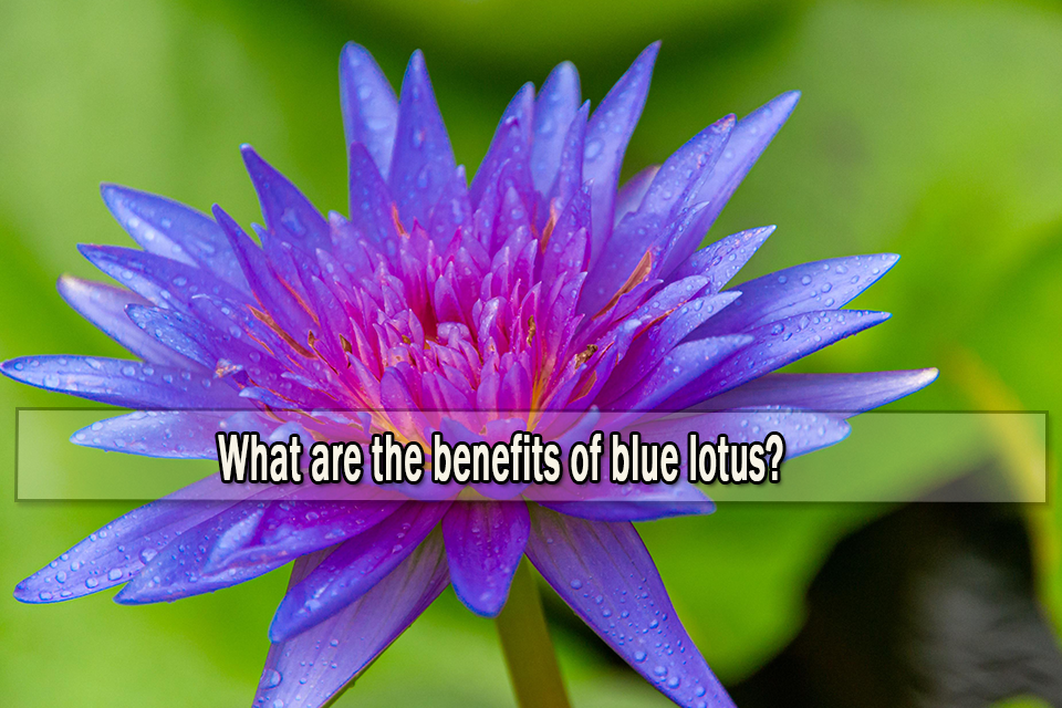 What are the benefits of blue lotus?