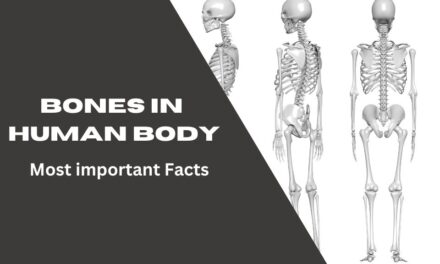Bones in the Human Body! Most important Facts