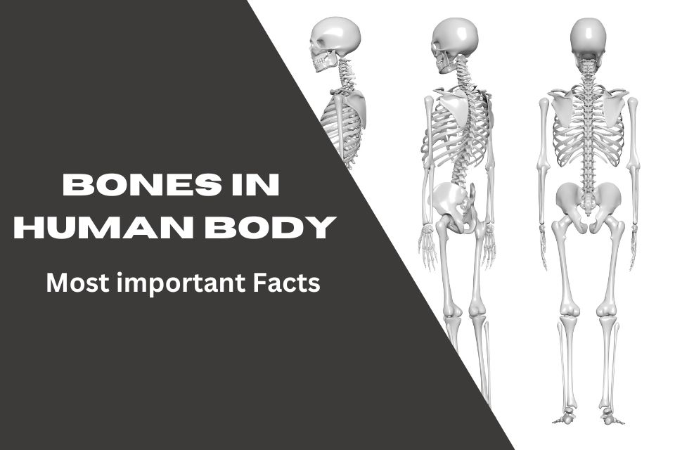 Bones in the Human Body! Most important Facts