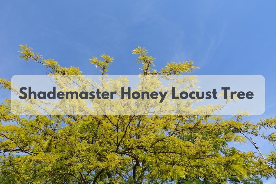 <strong>Shademaster honey locust is a perfect lawn tree for your garden</strong>