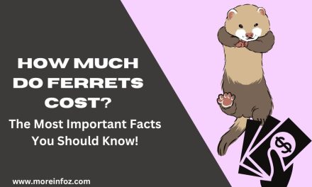 How Much Do Ferrets Cost? Important Facts You Should Know!