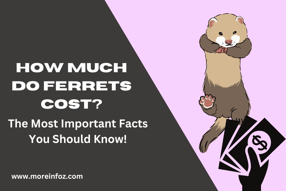 How Much Do Ferrets Cost? Important Facts You Should Know!