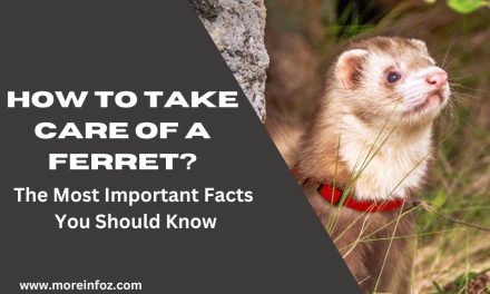 How To Take Care Of a Ferret? Facts You Should Never Miss Out