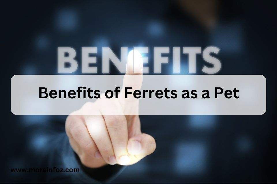 How To Take Care Of a Ferret