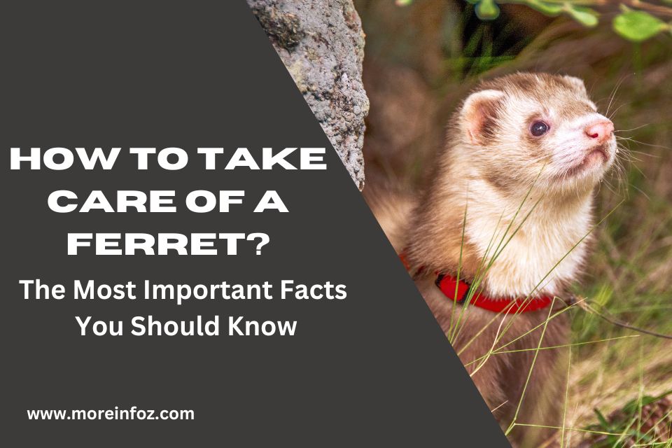 How To Take Care Of a Ferret? Facts You Should Never Miss Out