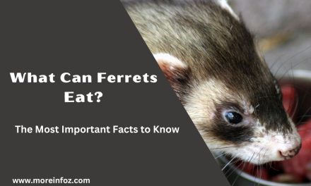 What Can Ferrets Eat? The Most Important Facts to Know