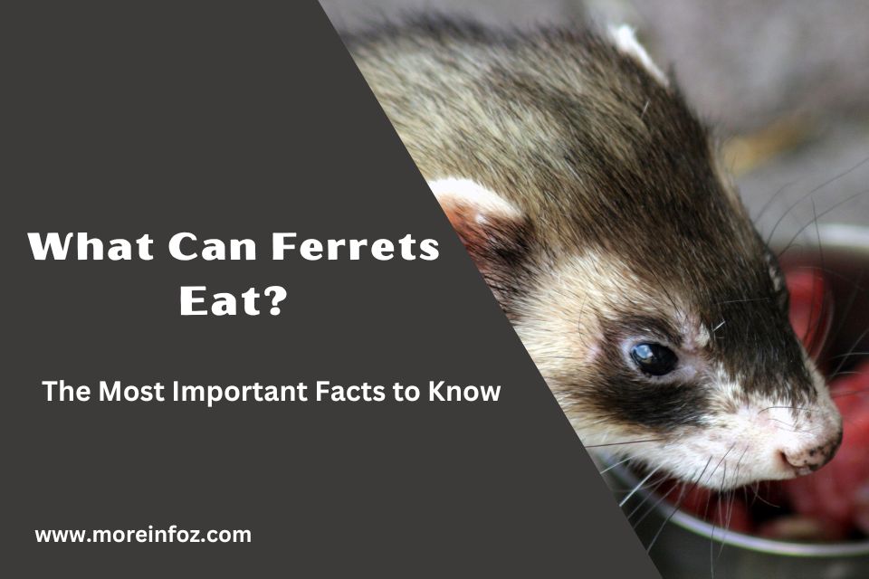 What Can Ferrets Eat? The Most Important Facts to Know Moreinfoz