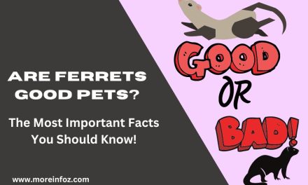 Are Ferrets Good Pets? The Most Important Facts You Should Know!