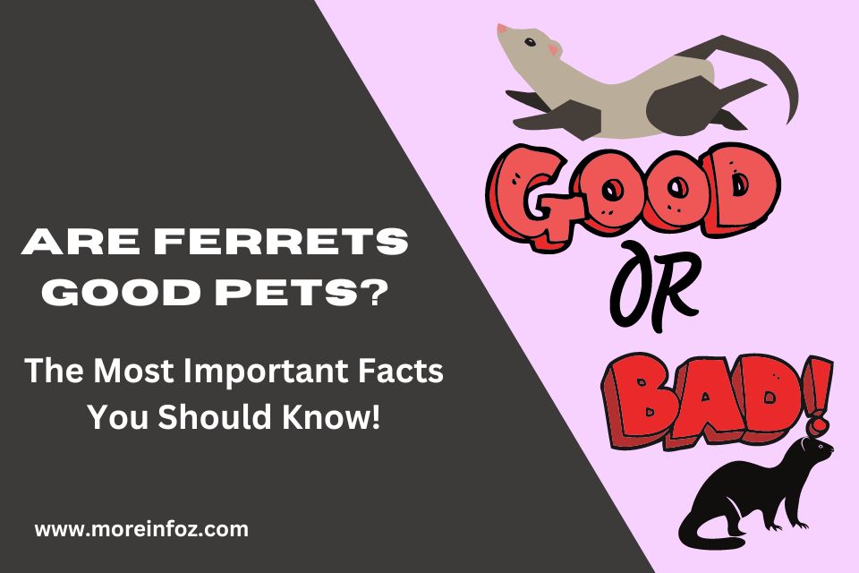 Are Ferrets Good Pets? The Most Important Facts You Should Know!