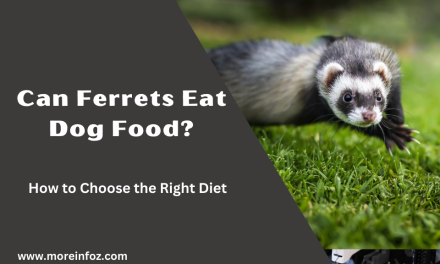 Can Ferrets Eat Dog Food? Understanding the Nutritional Needs of Ferrets