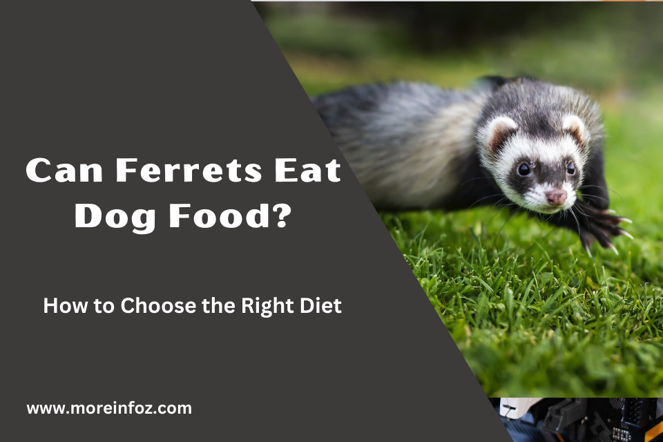 Can Ferrets Eat Dog Food? Understanding the Nutritional Needs of Ferrets
