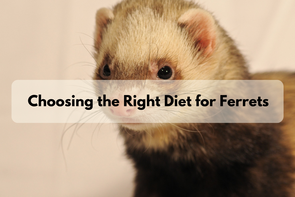 Choosing the Right Diet