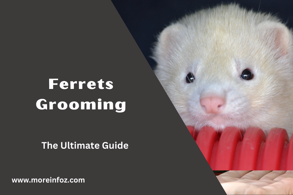 The Ultimate Guide to Ferrets Grooming – Tips for a Clean and Healthy Coat
