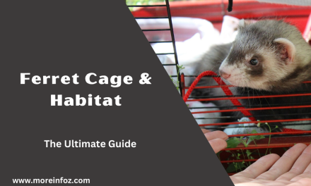 The Ultimate Guide to Ferret Cage and Habitat: Creating a Safe and Enriching Home