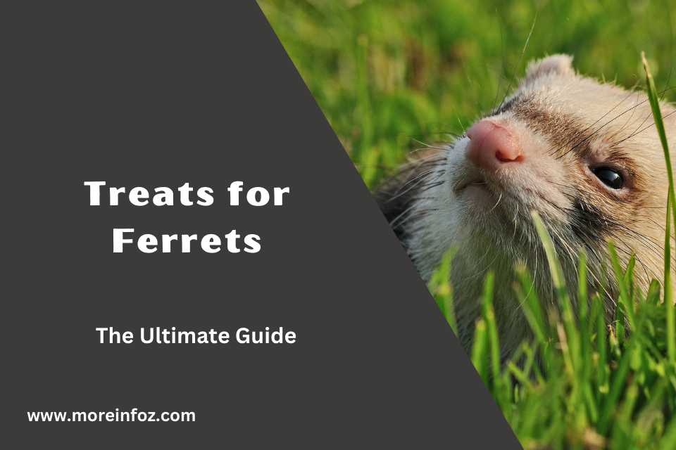 The Ultimate Guide to Treats for Ferrets – Choosing Healthy and Tasty Options