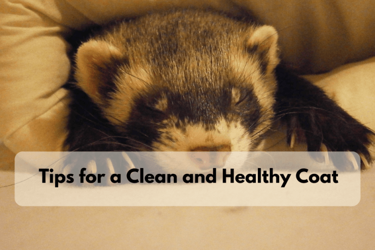 The Ultimate Guide to Ferrets Grooming Healthy Coat