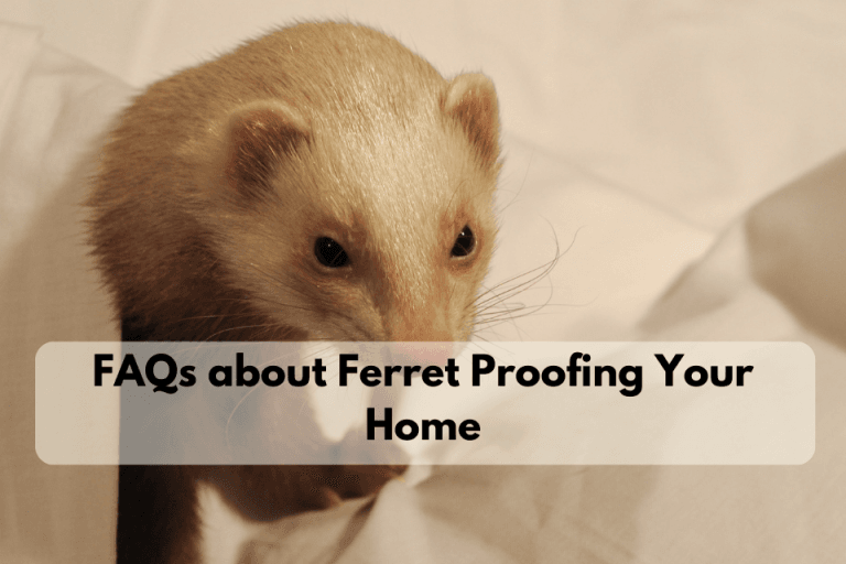 The Complete Guide to Ferret Proofing Your Home