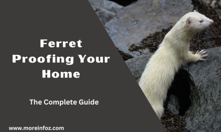 The Complete Guide to Ferret Proofing Your Home for a Safe and Happy Ferret