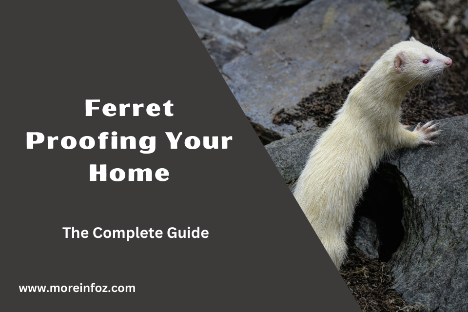 The Complete Guide to Ferret Proofing Your Home for a Safe and Happy Ferret