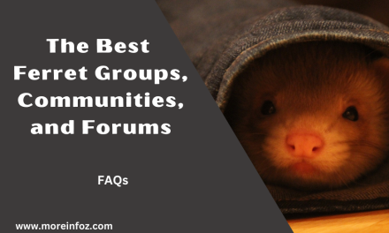 Discover the Best Ferret Groups, Communities and Forums for Connecting with Fellow Ferret Enthusiasts
