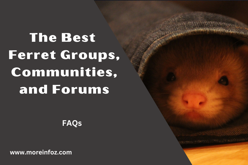 Discover the Best Ferret Groups, Communities and Forums for Connecting with Fellow Ferret Enthusiasts