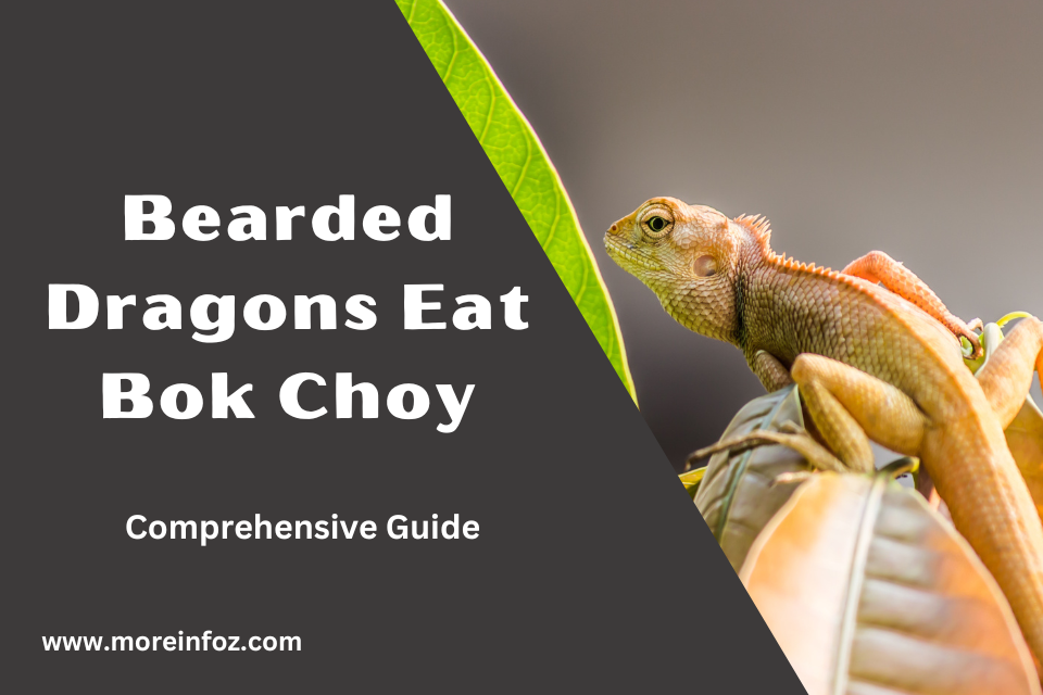 Can Bearded Dragons Eat Bok Choy? A Comprehensive Guide