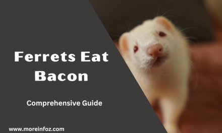Can Ferrets Eat Bacon? A Comprehensive Guide to Feeding Your Ferret