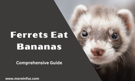 Can Ferrets Eat Bananas? A Comprehensive Guide to Feeding Your Ferret