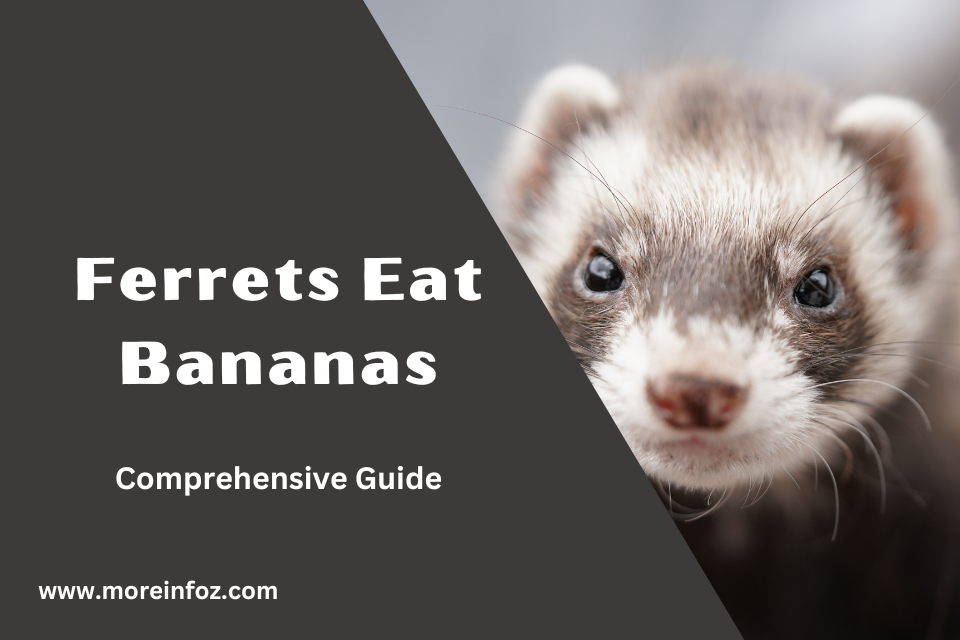 Can Ferrets Eat Bananas? A Comprehensive Guide to Feeding Your Ferret