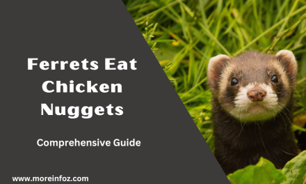 Can Ferrets Eat Chicken Nuggets? A Comprehensive Guide