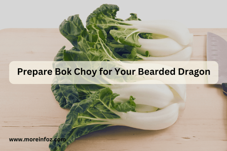 Can Bearded Dragons Eat Bok Choy? A Comprehensive Guide