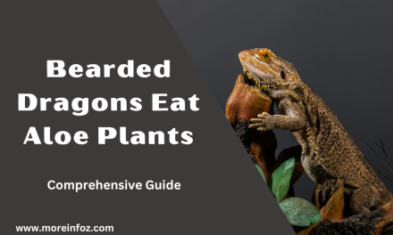 Can Bearded Dragons Eat Aloe Plants? A Comprehensive Guide
