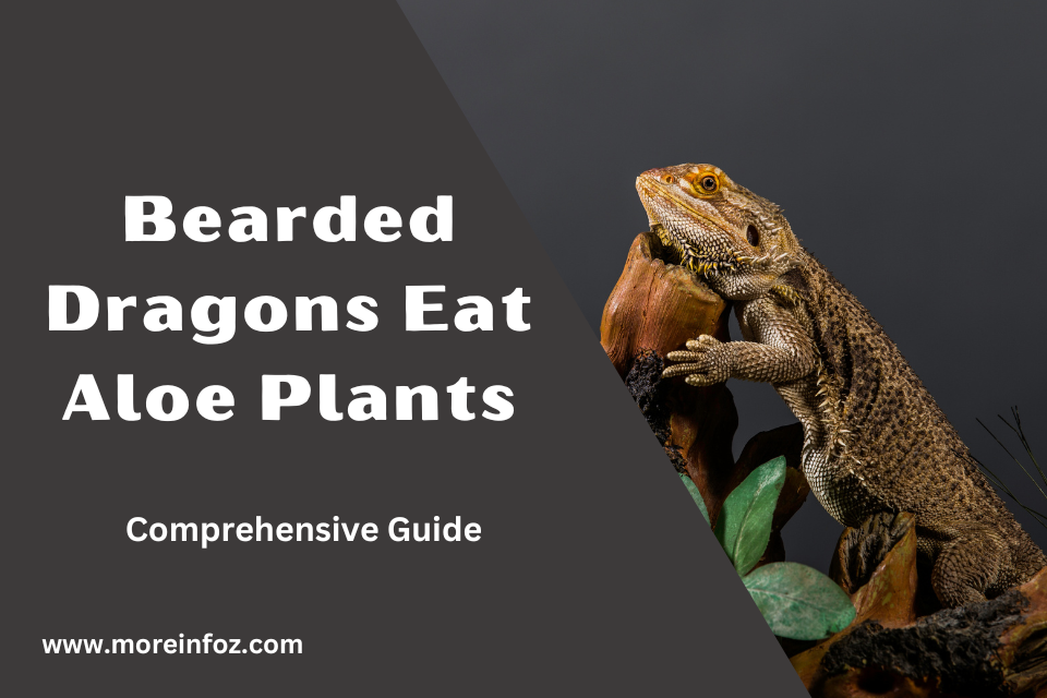 Can Bearded Dragons Eat Aloe Plants? A Comprehensive Guide