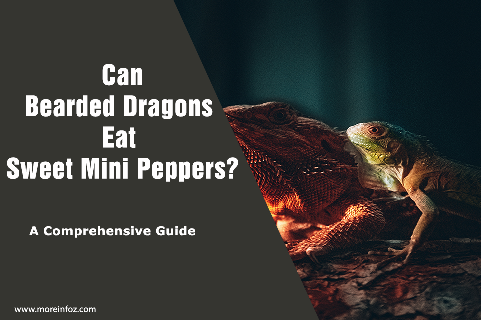 Can Bearded Dragons Eat Sweet Mini Peppers? A Guide to Feeding Your Pet