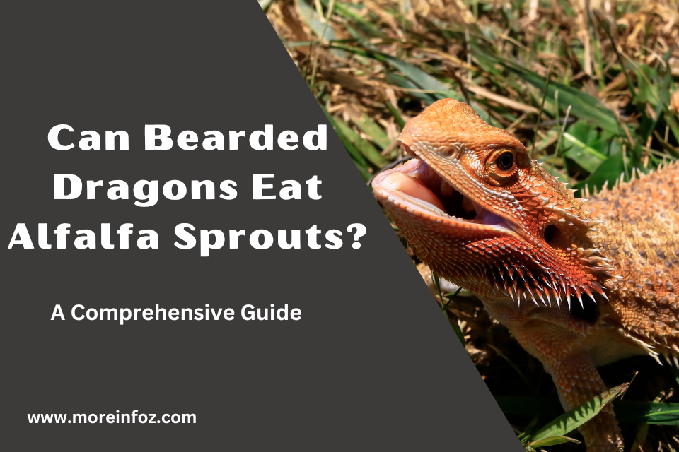 Can Bearded Dragons Eat Alfalfa Sprouts? A Comprehensive Guide