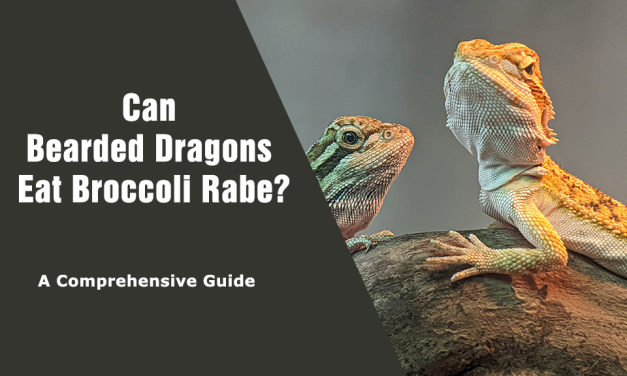 Can Bearded Dragons Eat Broccoli Rabe? A Comprehensive Guide