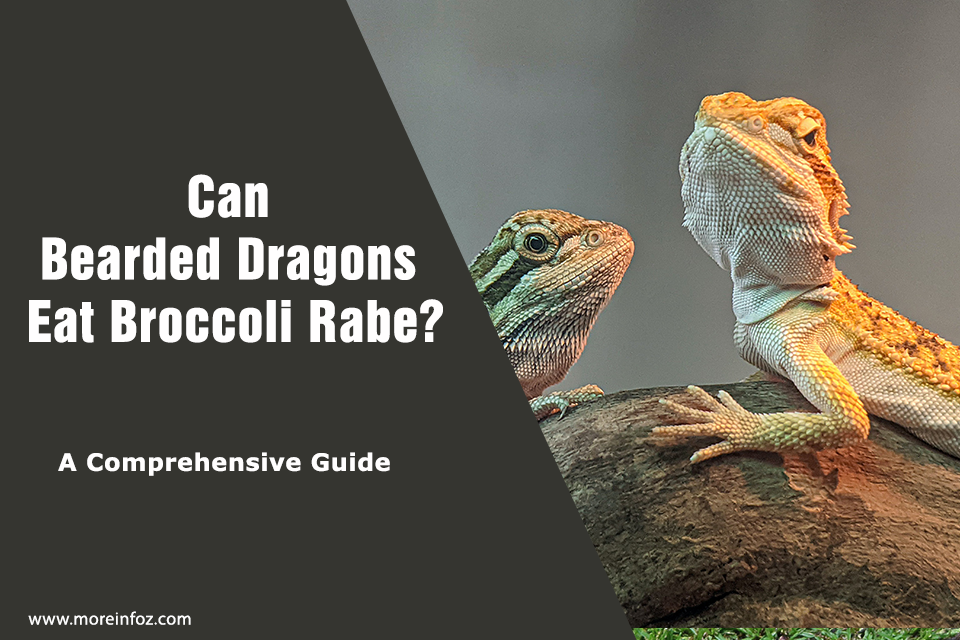Can Bearded Dragons Eat Broccoli Rabe? A Comprehensive Guide
