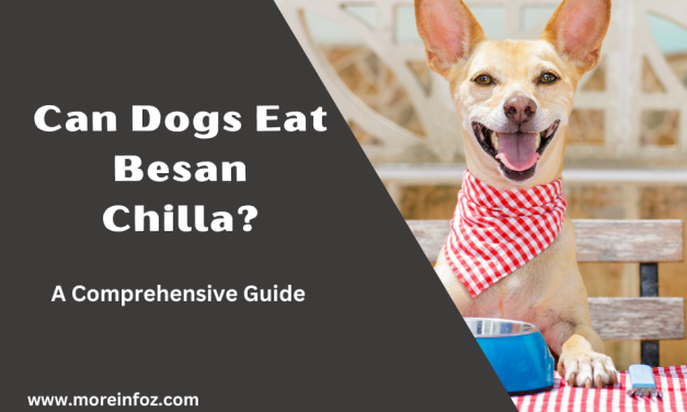 Can Dogs Eat Besan Chilla? A Vet’s Perspective