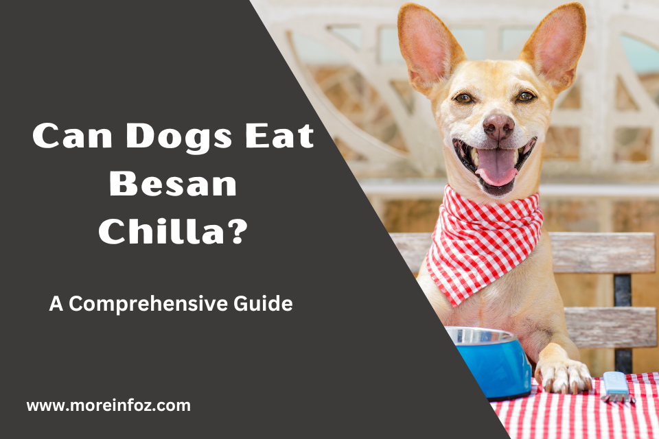 Can Dogs Eat Besan Chilla? A Vet’s Perspective