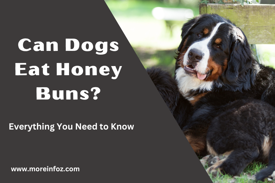 Can Dogs Eat Honey Buns? Everything You Need to Know