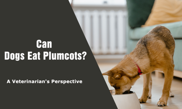 Can Dogs Eat Plumcots? A Veterinary Perspective