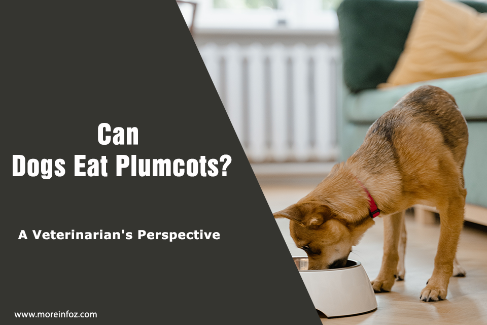 Can Dogs Eat Plumcots? A Veterinary Perspective