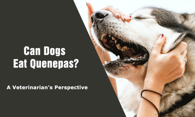 Can Dogs Eat Quenepas? A Veterinarian’s Perspective