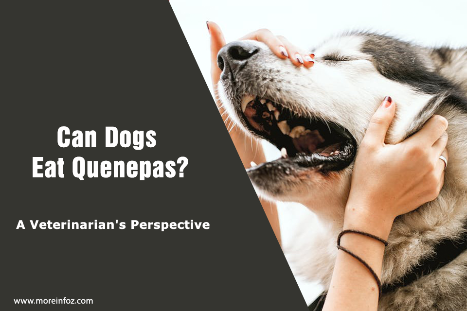 Can Dogs Eat Quenepas? A Veterinarian’s Perspective