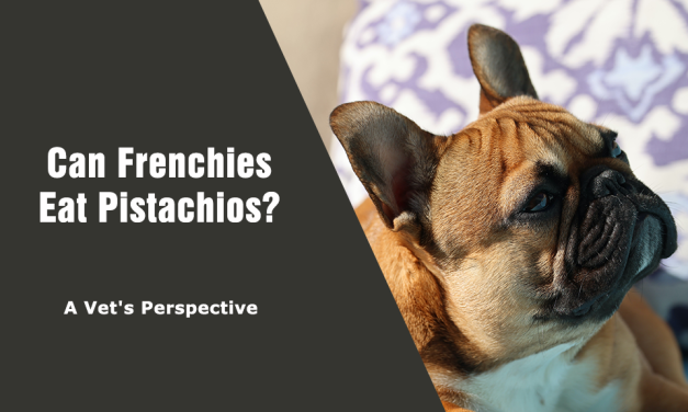 Can Frenchies Eat Pistachios? A Vet’s Perspective