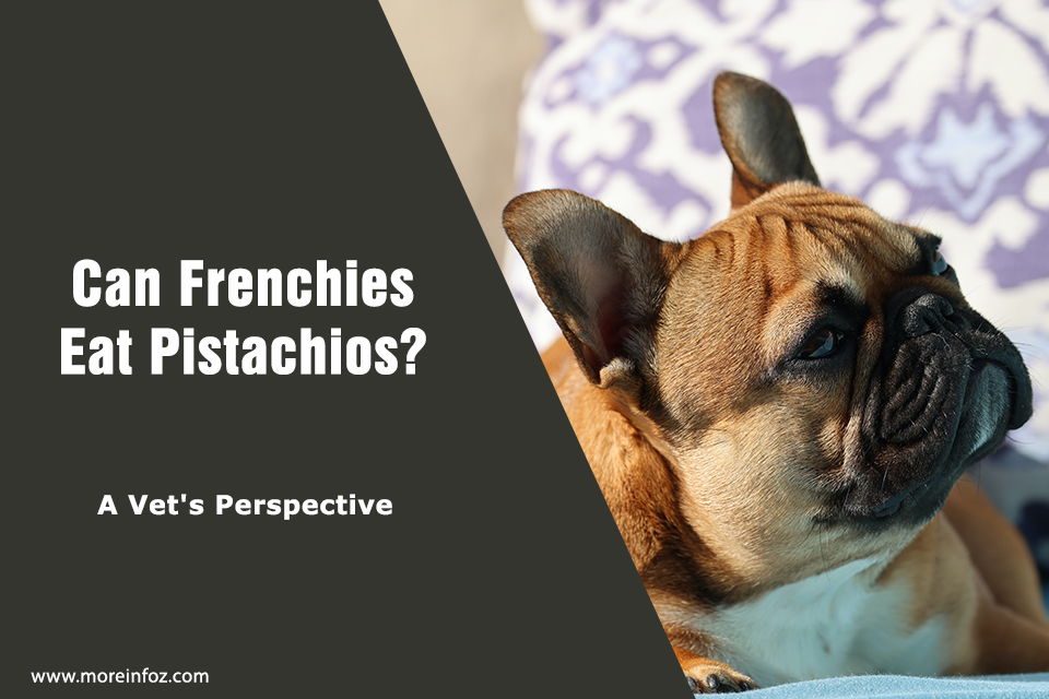 Can Frenchies Eat Pistachios? A Vet’s Perspective