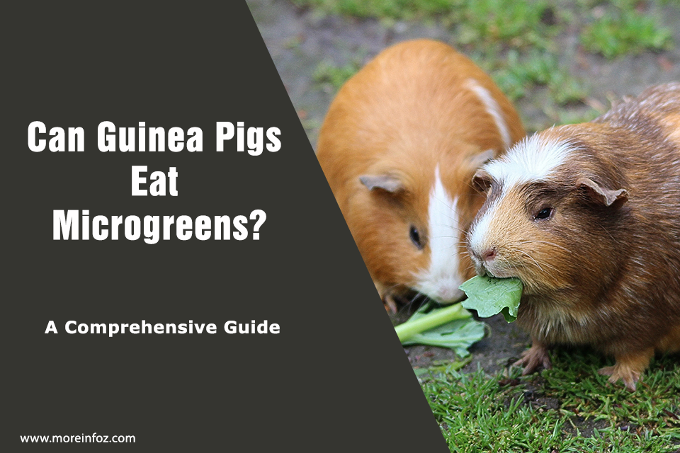 Can Guinea Pigs Eat Microgreens? A Comprehensive Guide