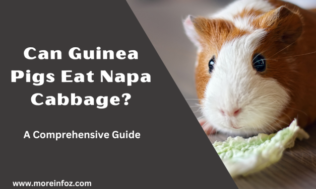 Can Guinea Pigs Eat Napa Cabbage? A Comprehensive Guide