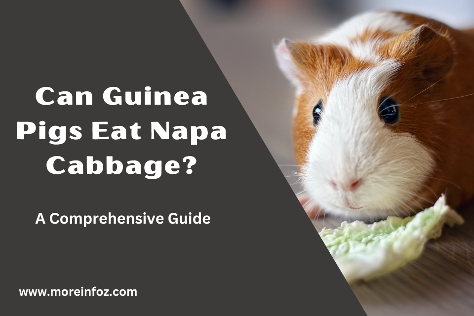 Can Guinea Pigs Eat Napa Cabbage? A Comprehensive Guide